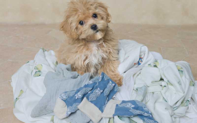 Laundromat-Franchise-Pet-Laundry-Services-FranchiseCoach